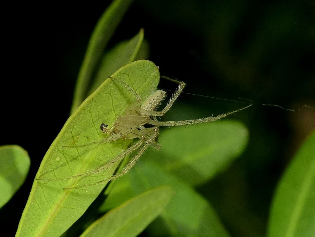 Lipocrea epeiroides - S. Teresa Gallura (OT)